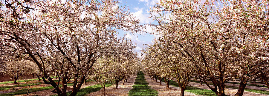 Nature Photograph - Almond Trees In An Orchard, Central #1 by Panoramic Images