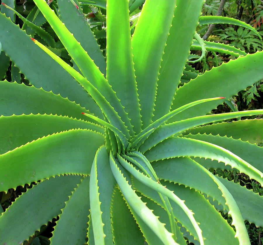 Aloe Vera - Healing Plant #1 Photograph by Lubilub