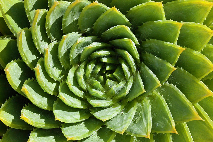 Aloe_Polyphylla_8536.psd by Mark Shoolery Aloe_Polyphylla_8536.psd by Mark Shoolery