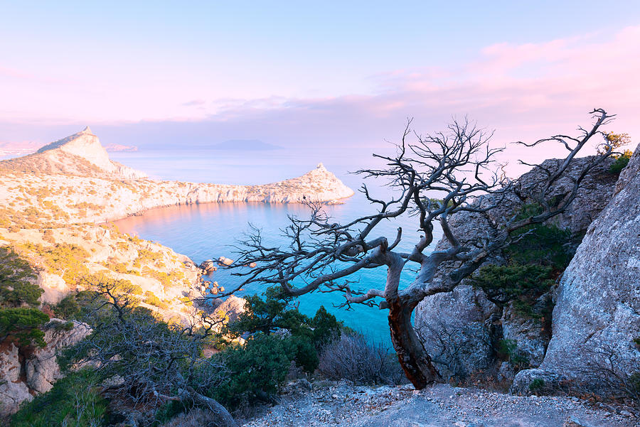 Nature Photograph - Alone Tree On The Edge Of The Cliff #1 by Ivan Kmit