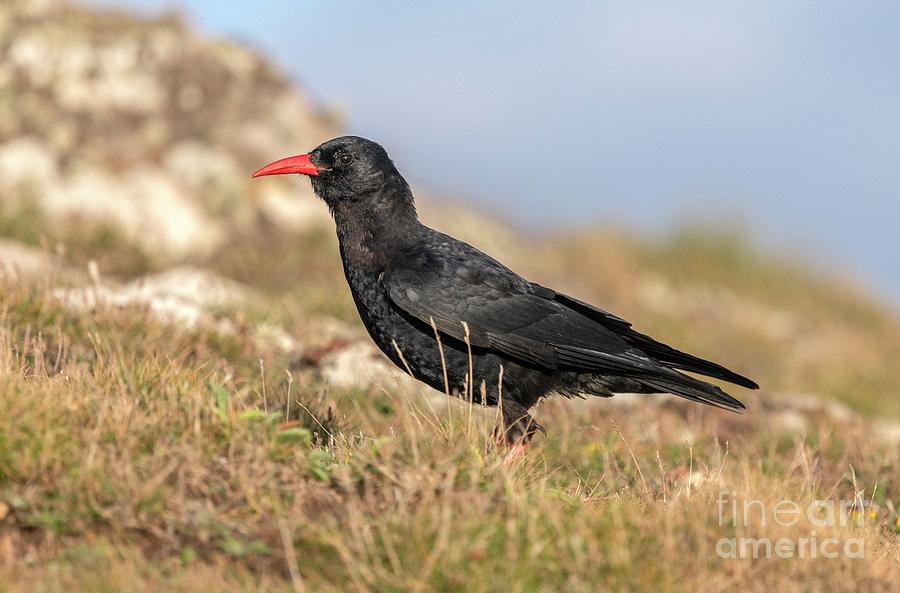 Alpine Chough #1 Photograph by Bob Gibbons/science Photo Library