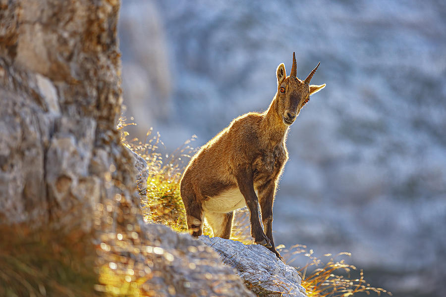 Nature Photograph - Alpine Ibex #1 by Davorin Baloh