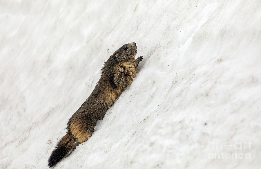 Alpine Marmot by Bob Gibbons/science Photo Library