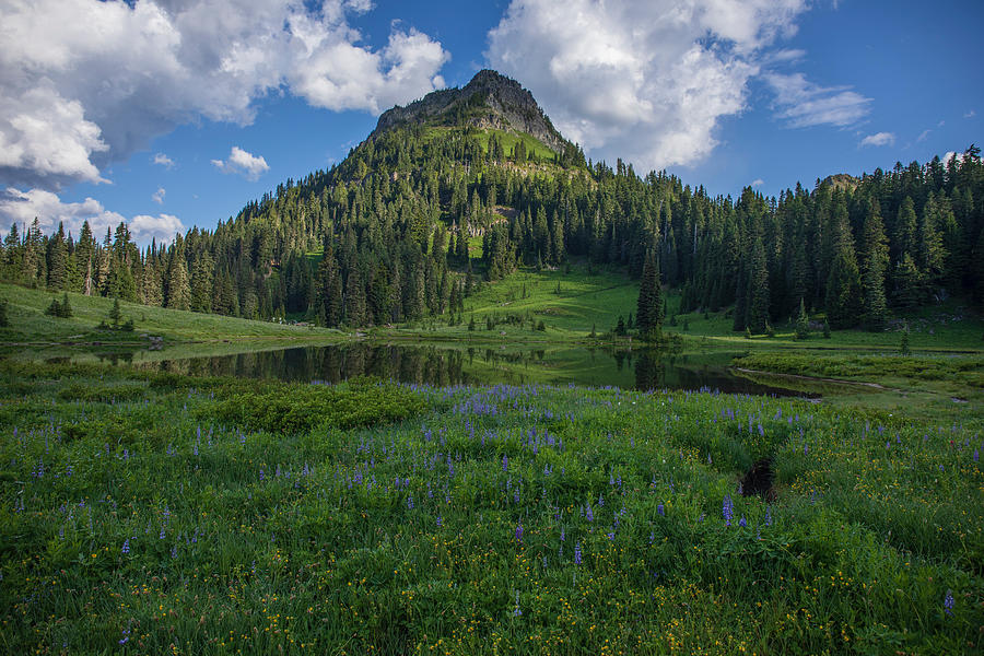 Alpine Meadow #2 Photograph by Lynn Hopwood