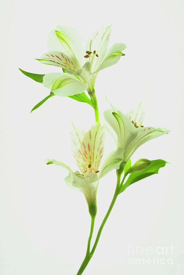 Nature Photograph - Alstroemeria. #1 by J F Hayhurst/science Photo Library