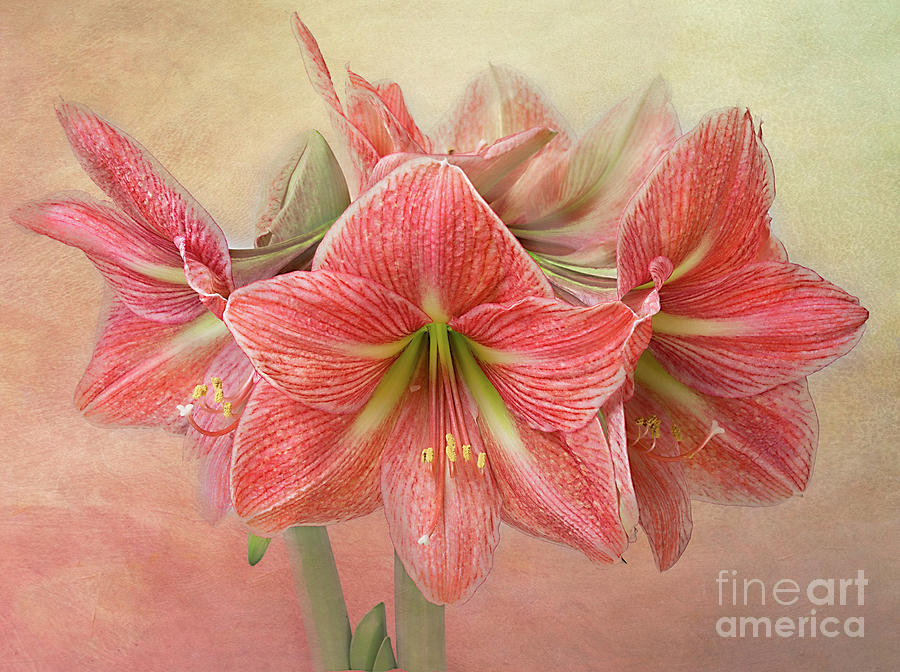 Amaryllis  Terra Cotta Star #1 Photograph by Ann Jacobson