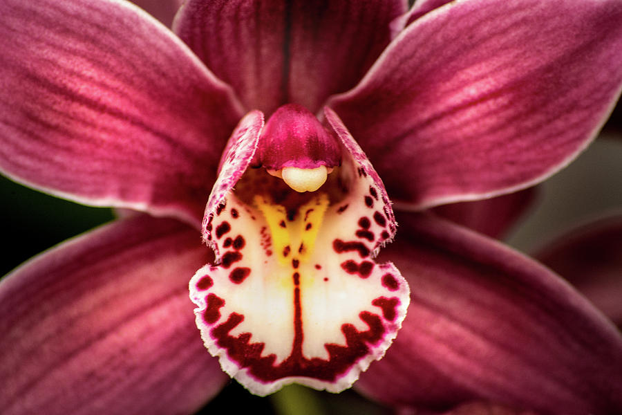 Amazing Orchid #1 Photograph by Don Johnson
