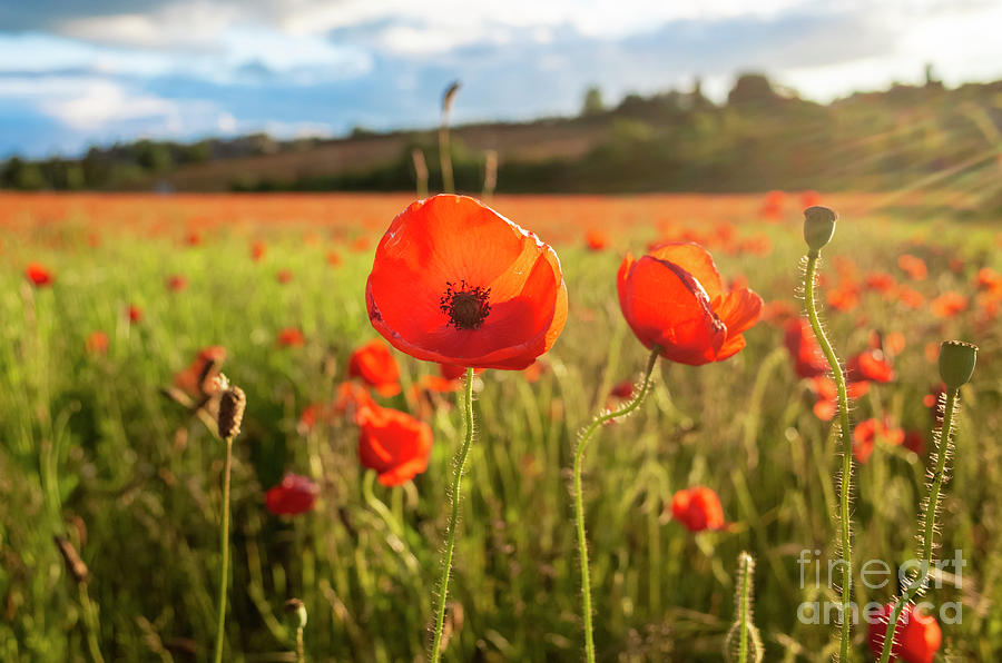 poppy and blossom