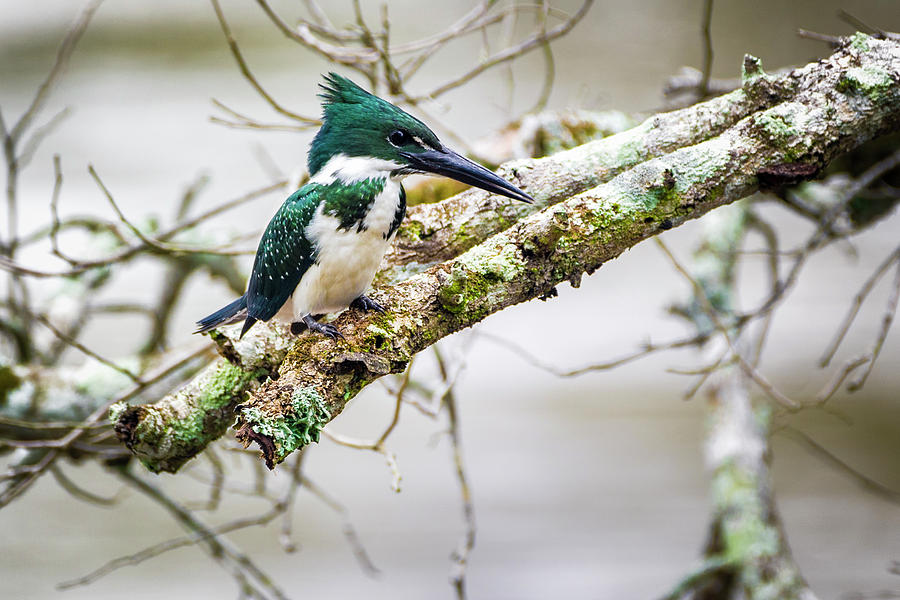 Amazon Kingfisher La Fortuna Yopal Casanare Colombia #1 Photograph by Adam Rainoff