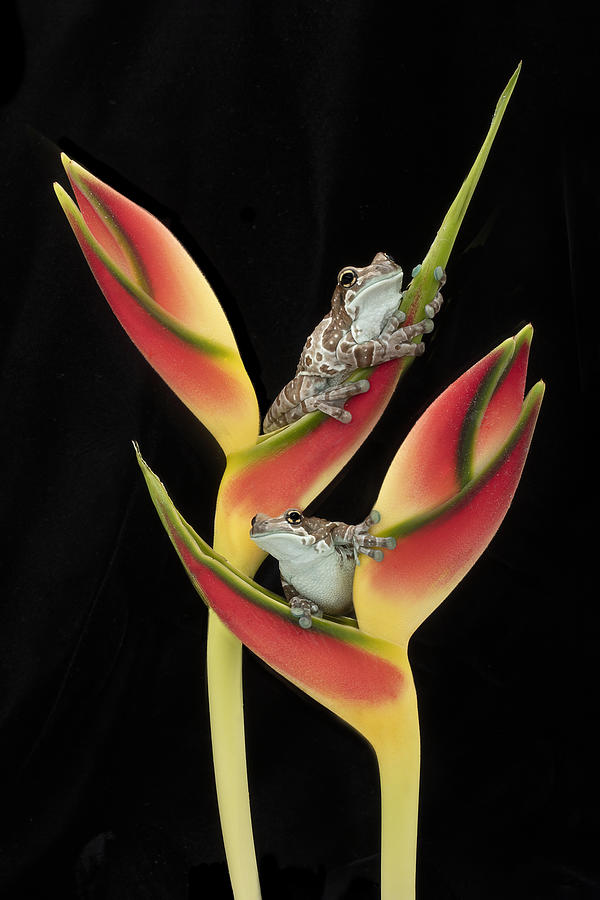 Frog Photograph - Amazon Milk Frogs On Tropical Stem #1 by Linda D Lester