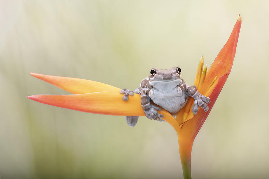Animal Photograph - Amazon Milk Tree Frog #1 by Linda D Lester