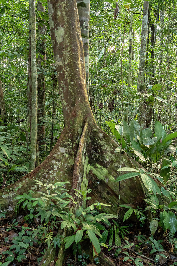 Amazon National Park, Peru Photograph By Janet Horton - Fine Art America