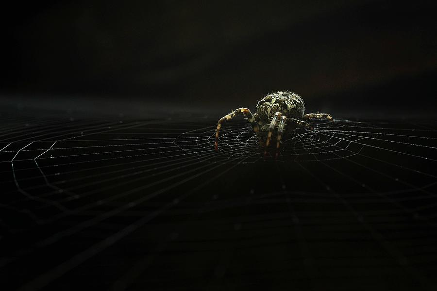Spider Photograph - Ambush #1 by Peep Loorits
