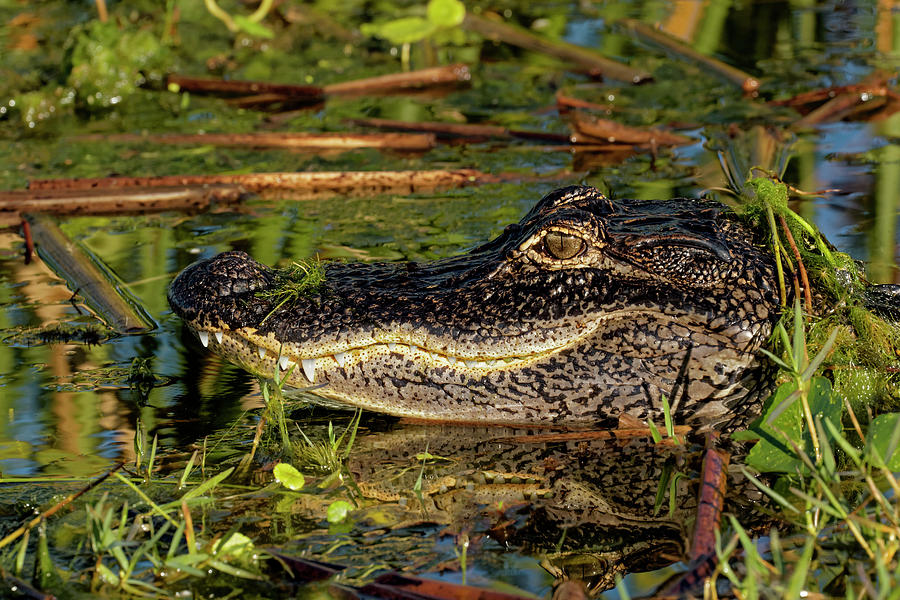 Adam Jones Photograph - American Alligator, Alligator #1 by Adam Jones