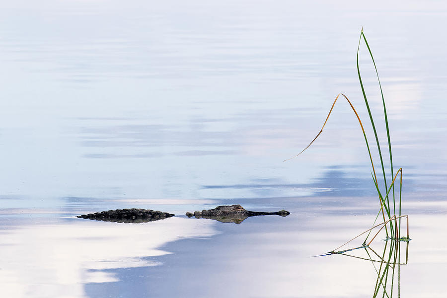 Adam Jones Photograph - American Alligator And Sky Reflection #1 by Adam Jones