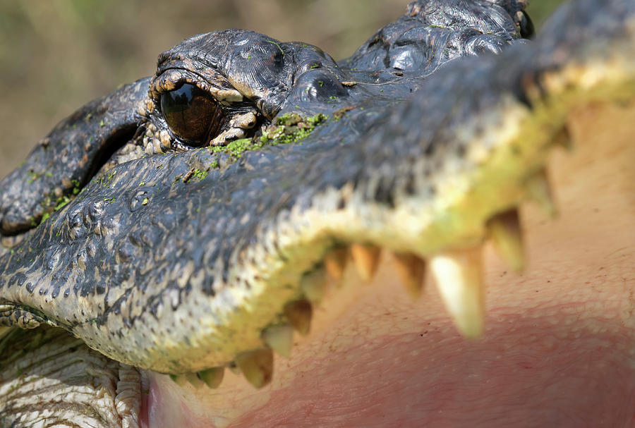American Alligator, Close-up #1 Photograph by Ivan Kuzmin