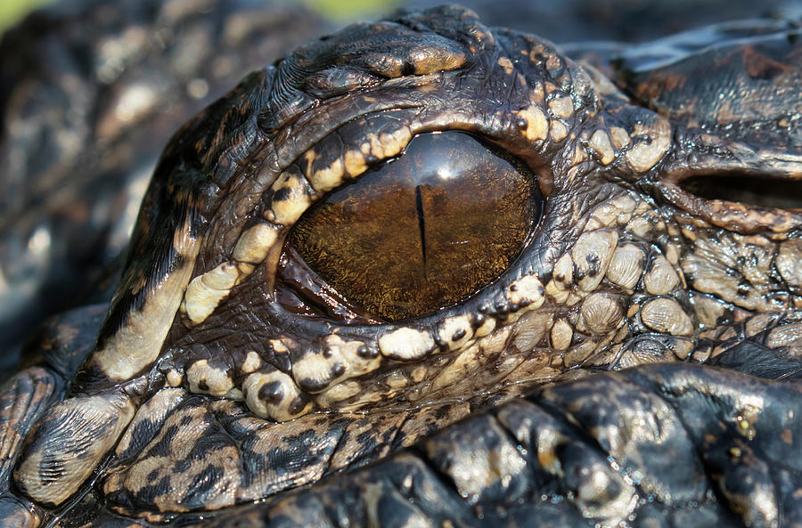 American Alligator Eye #1 Photograph by Ivan Kuzmin