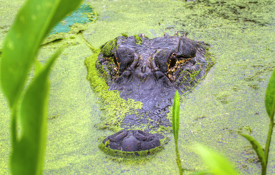American Alligator Hiding In Duckweed #1 Photograph by Ivan Kuzmin