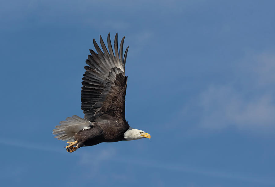 American Bald Eagle in Flight Photograph by Rick Mosher