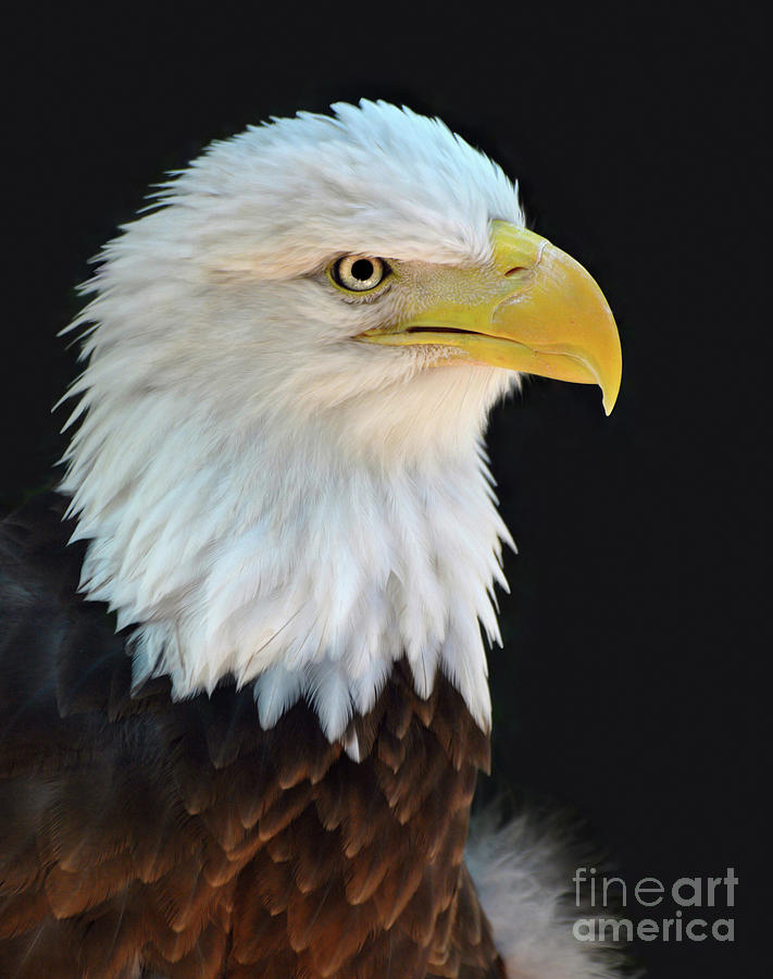 American Bald Eagle #2 Photograph by Savannah Gibbs