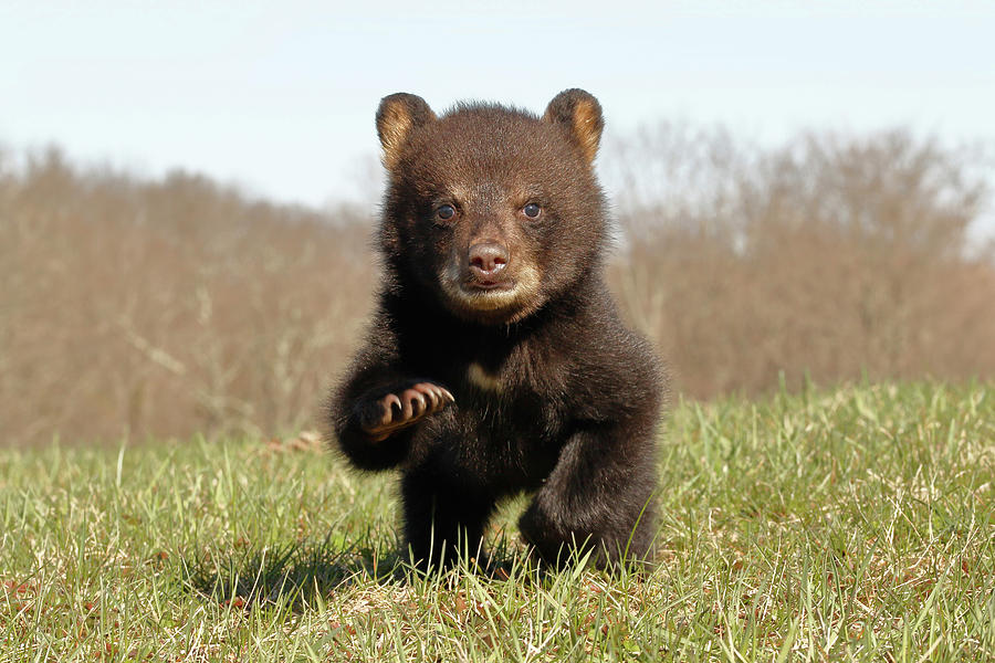 American Black Bear Cub Running #1 Photograph by David Kenny
