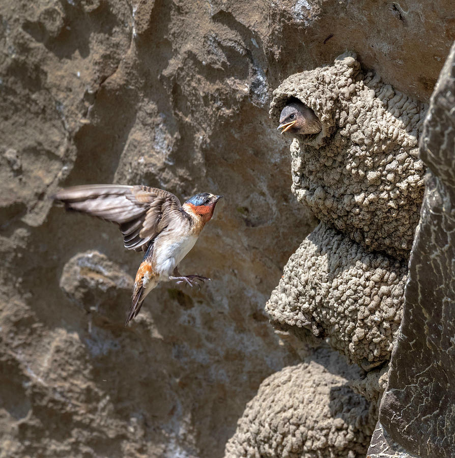 American Cliff Swallows #1 Photograph by Ivan Kuzmin