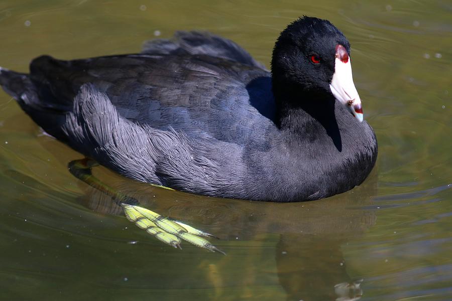 American Coot Photograph