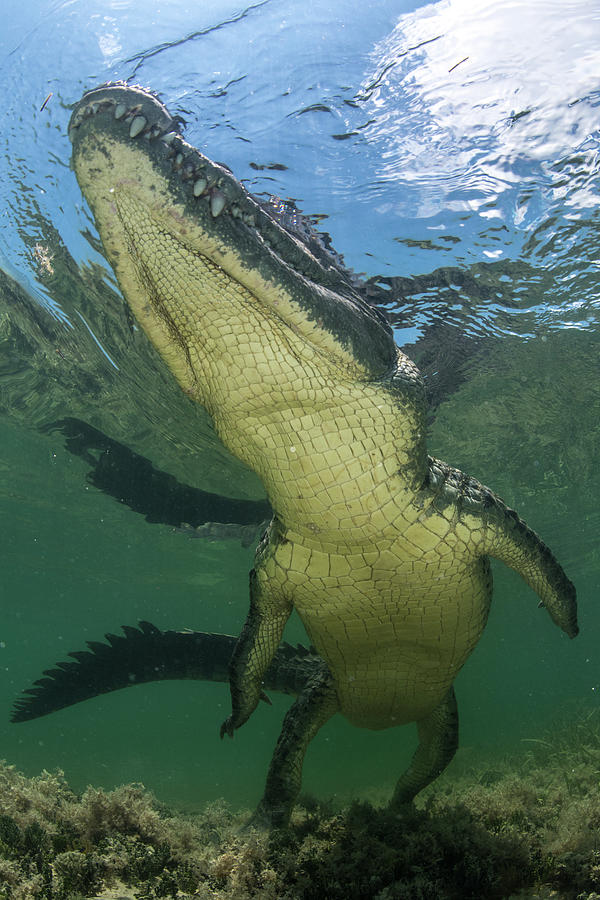 American Crocodile (crocodylus Acutus) In Shallows, Low Angle View ...