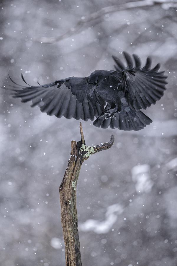American Crow Photograph by James Zipp - Fine Art America