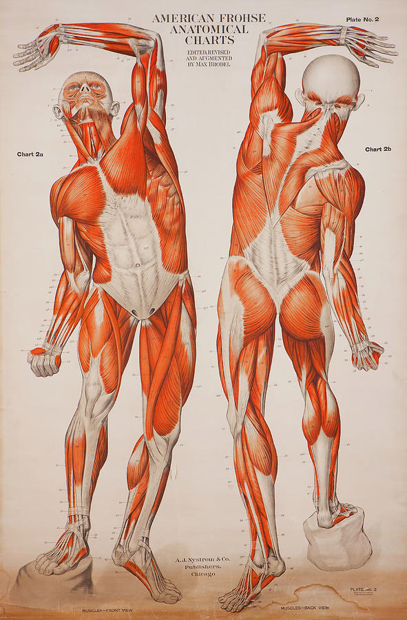Anatomy Digital Art - American Frohse Anatomical Wallcharts, Plate 2 #1 by Print Collection