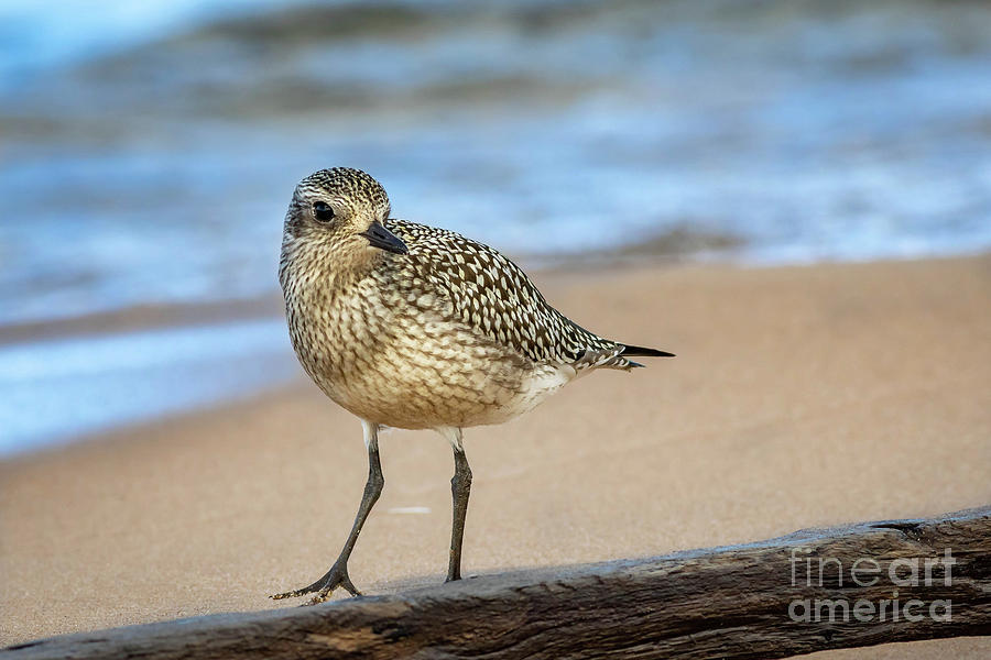 Bird Photograph - American Golden Plover #1 by Todd Bielby