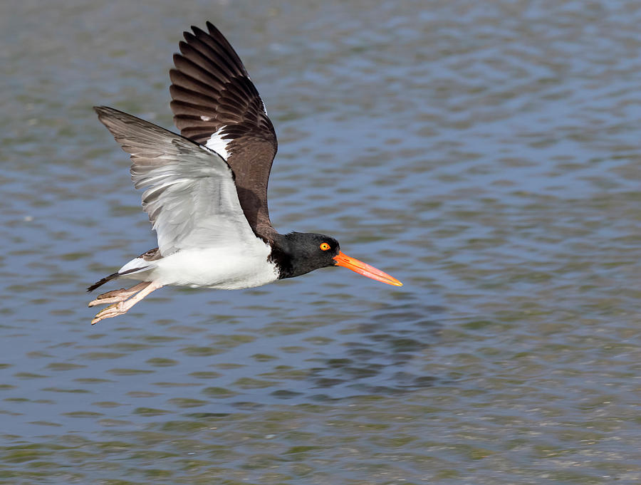American Oystercatcher Flying Photograph by Ivan Kuzmin Fine Art America
