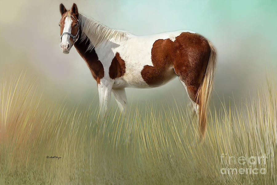 American Paint Horse  Mixed Media by DB Hayes