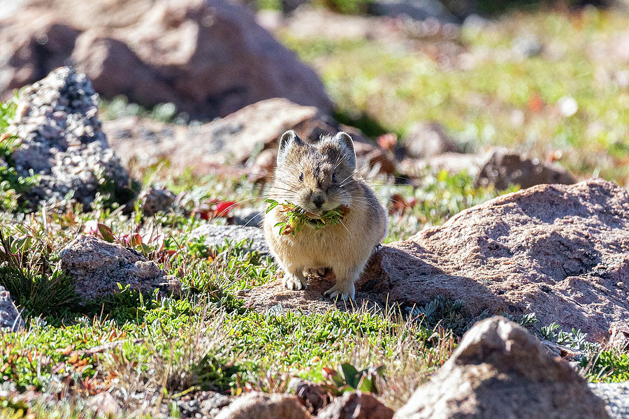 American Pika with a Mouthful Photograph by Tony Hake