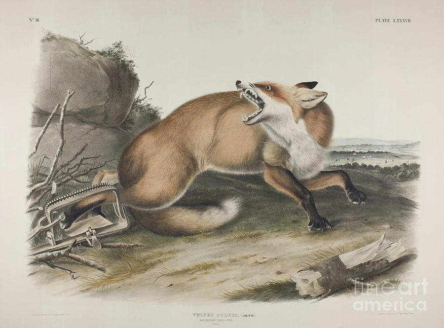 American Red Fox Painting by John James Audubon