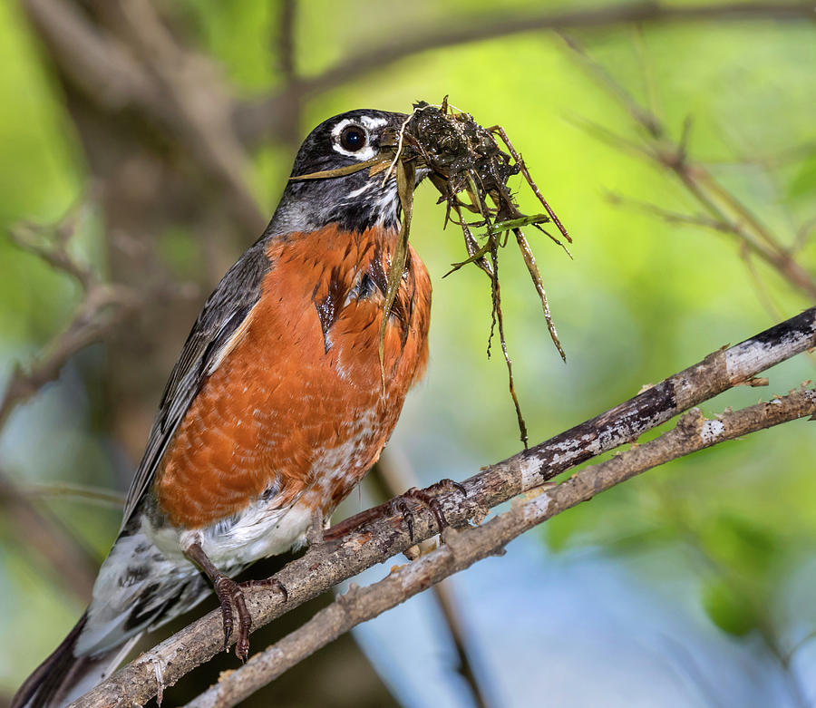 American Robin With Nesting Material #1 Photograph by Ivan Kuzmin