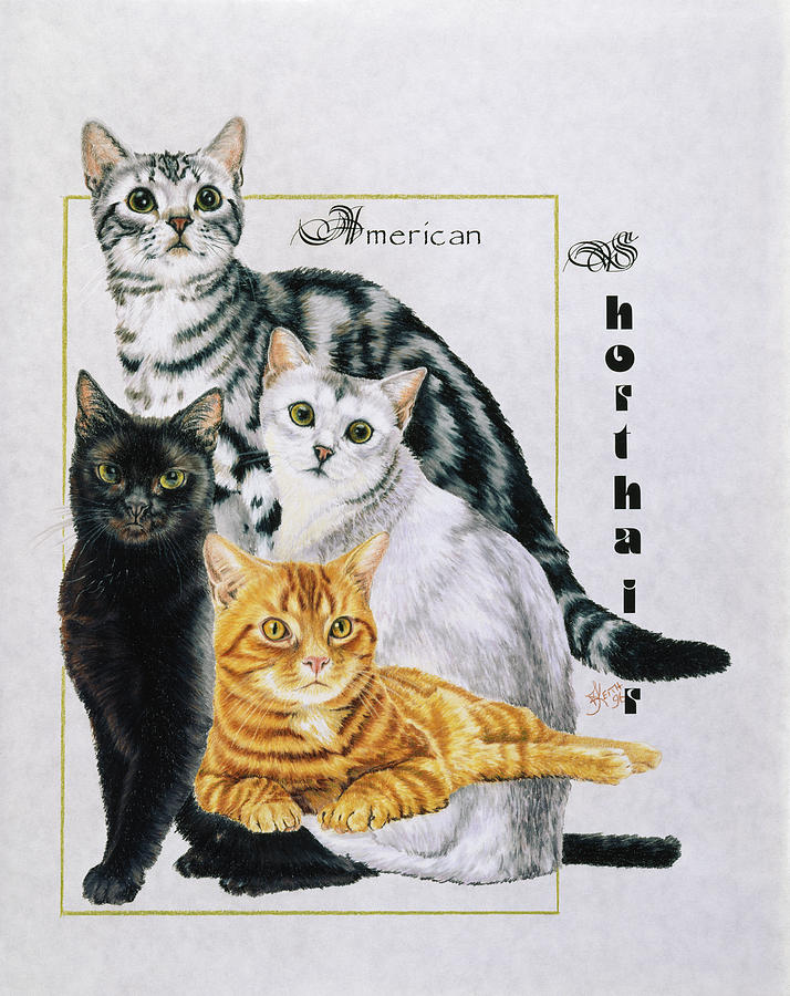 Cat Painting - American Shorthair #1 by Barbara Keith