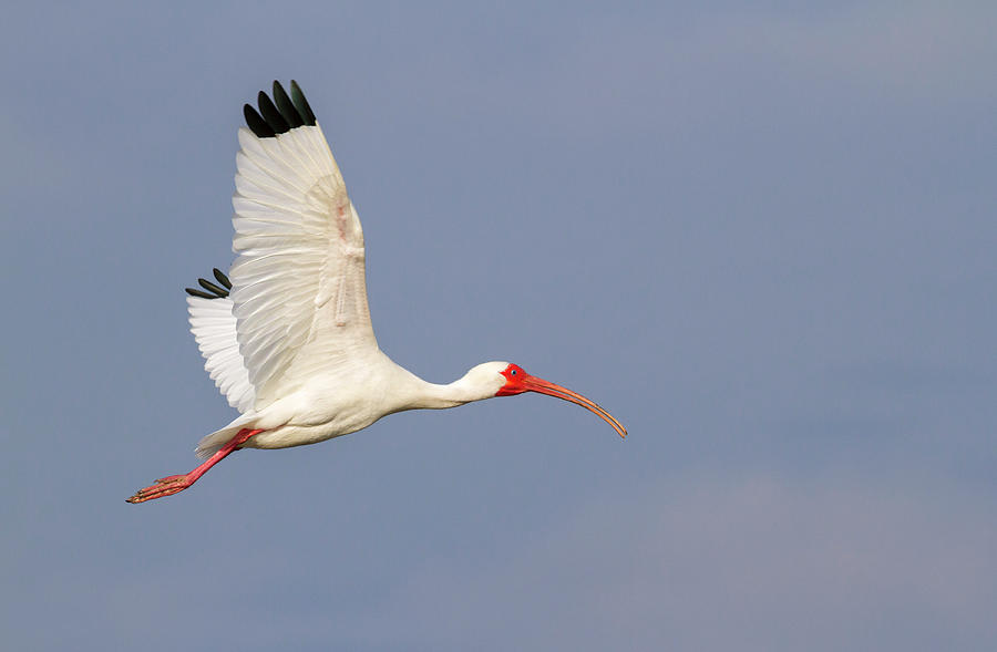 American White Ibis Flying In Blue Sky #1 Photograph by Ivan Kuzmin