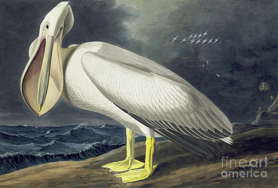 American White Pelican, Pelecanus Erythrorhynchos Painting by John James Audubon