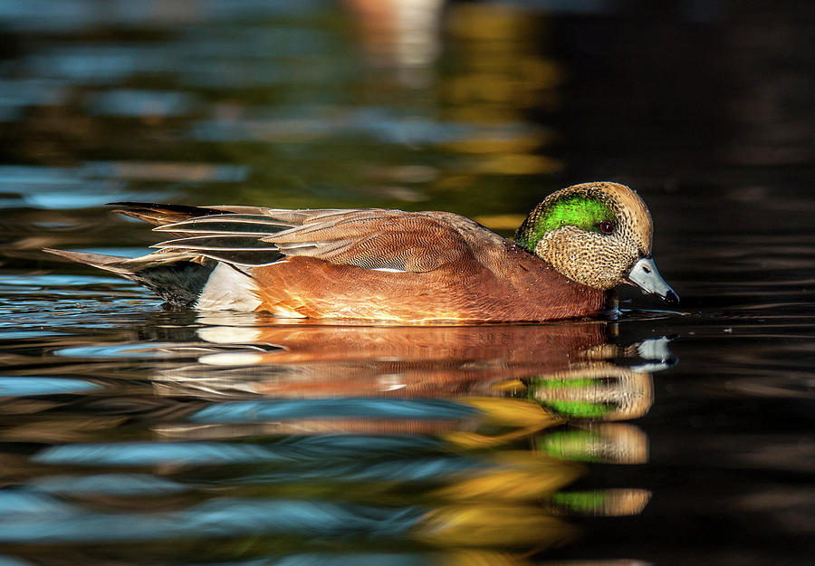 American Wigeon #1 Photograph by Gerald DeBoer