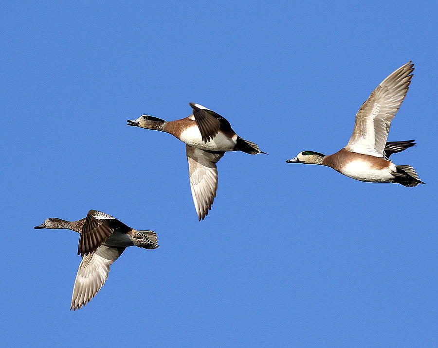 American Wigeon in Flight Photograph by Rob Wallace Images - Fine Art ...