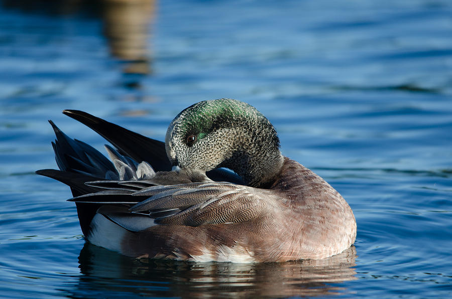 American Wigeon #1 Photograph by James Petersen