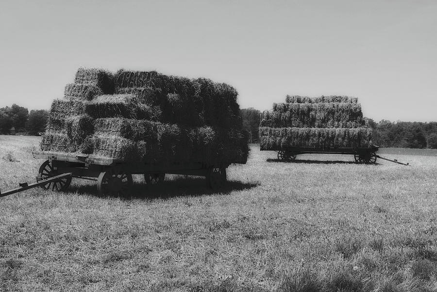 Vintage Photograph - Amish Wagons Filled With Hay #1 by Mountain Dreams