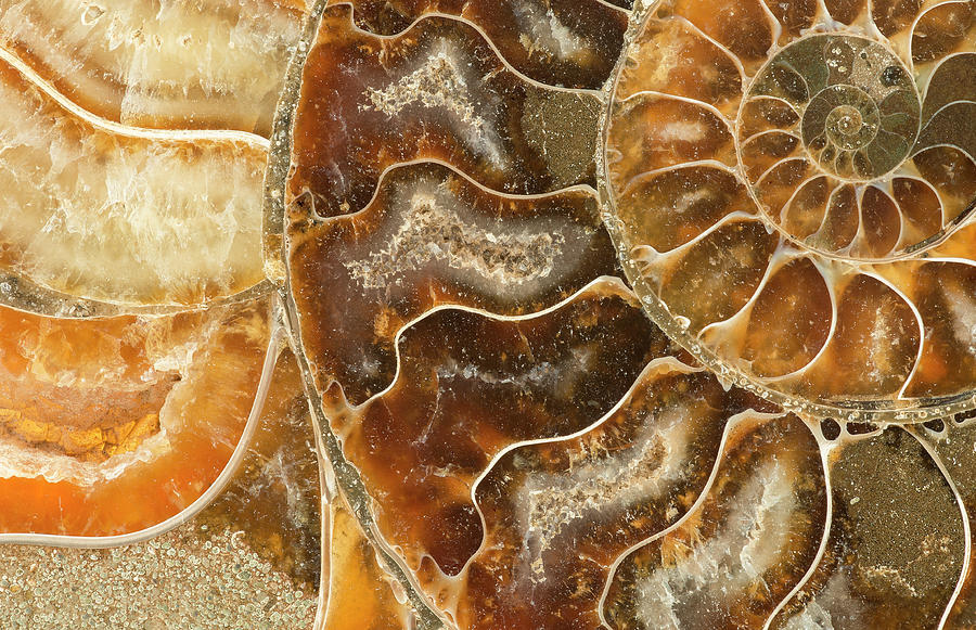 Ammonite Fossil, Closeup #1 Photograph by Mark Windom