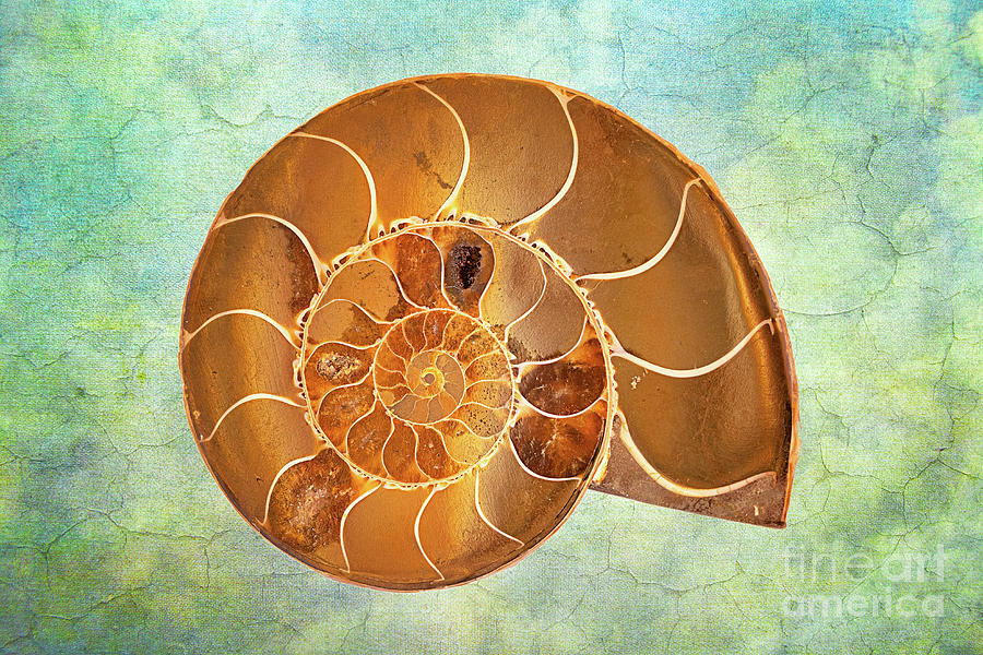 Ammonite Fossil #1 Photograph by Mimi Ditchie
