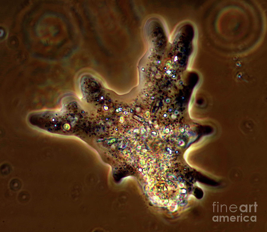 Amoeba Photograph By Marek Misscience Photo Library Fine Art America