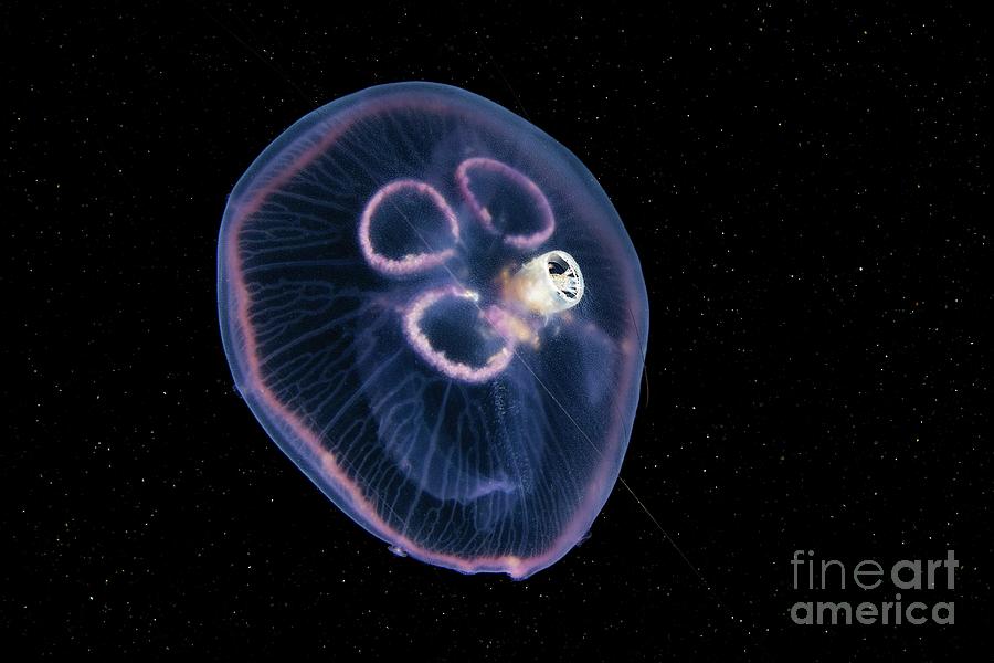 Nature Photograph - Amphipod Inside A Jellyfish #1 by Alexander Semenov/science Photo Library