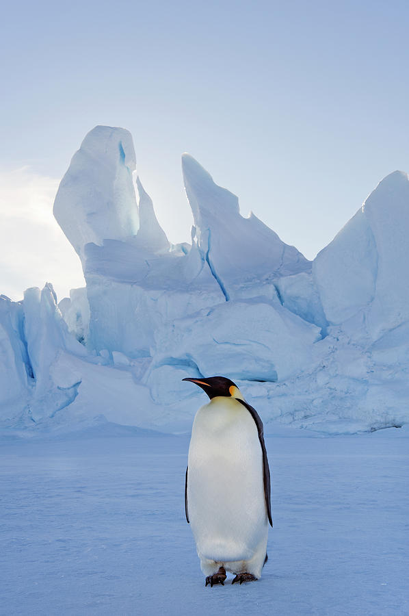 An Adult Emperor Penguin Standing On #1 Photograph by Mint Images - David Schultz