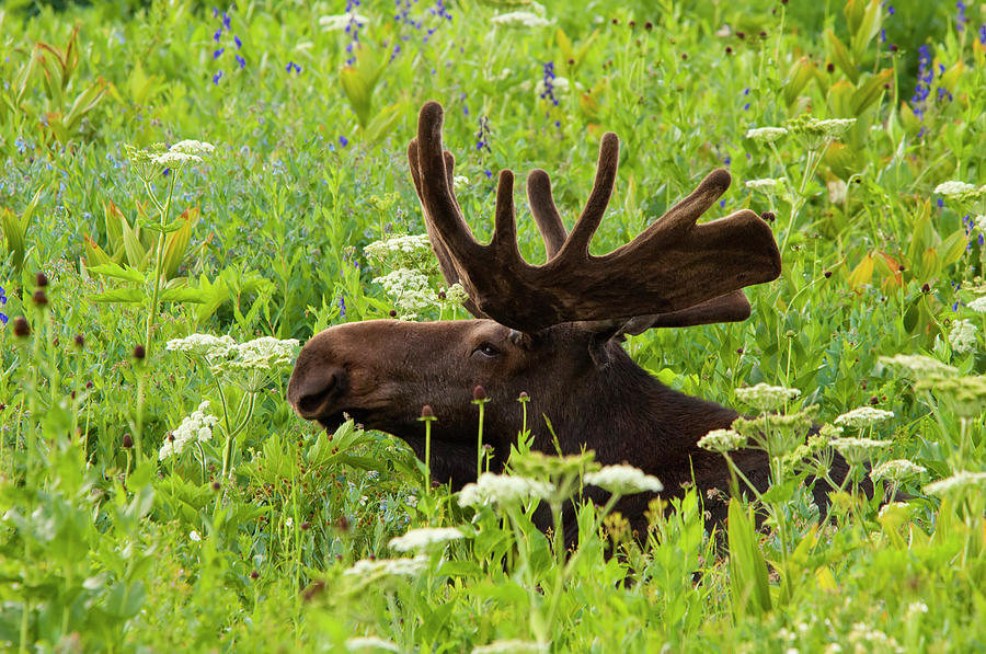 An Adult Moose. Alces Alces. Grazing In #1 Photograph by Mint Images - David Schultz
