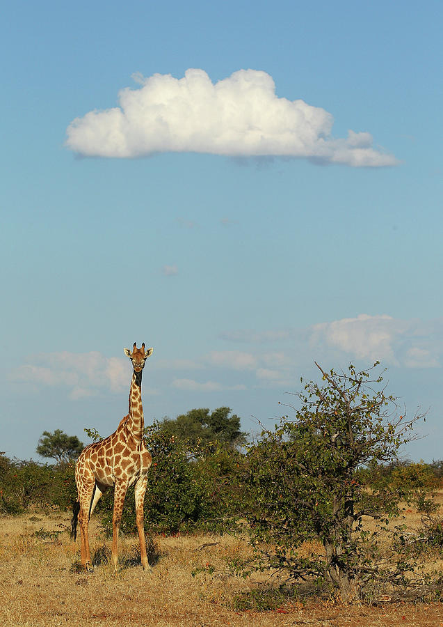 An African Safari #1 Photograph by Cameron Spencer